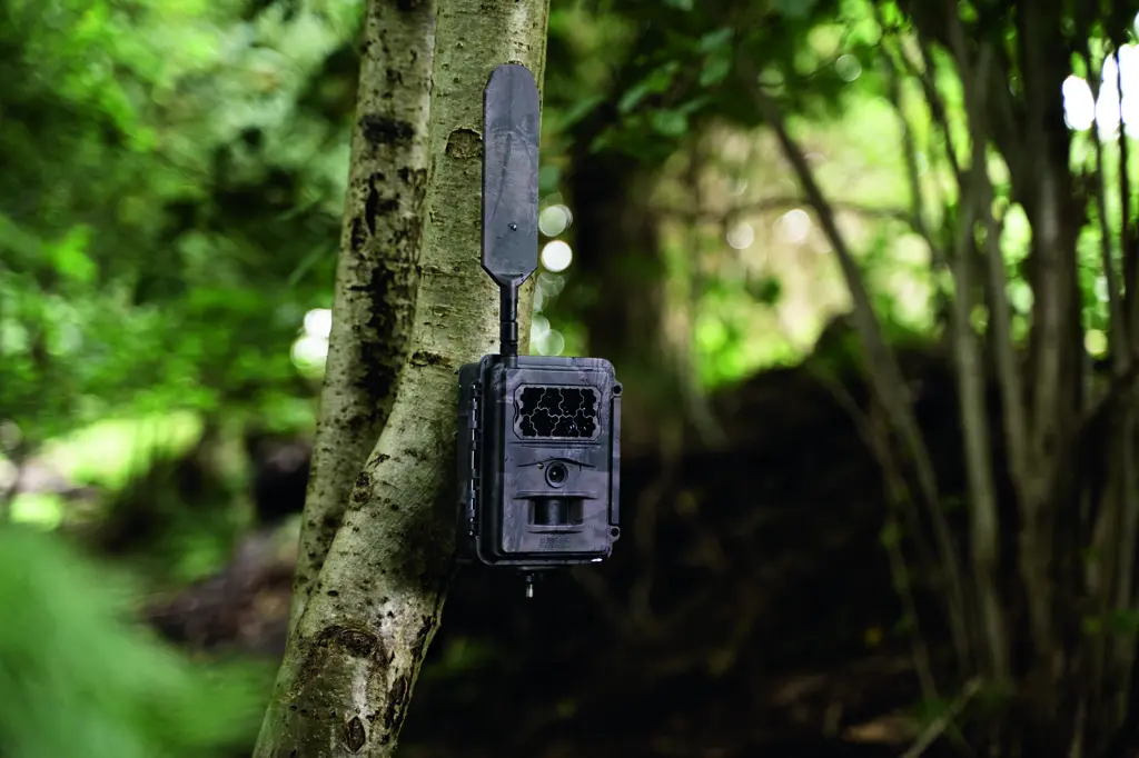 SEISSIGER Base-Cam LTE SUPERSIM-Edition montiert am Baum im Wald SEISSIGER Base-Cam LTE SUPERSIM-Edition – Outdoor am Baum