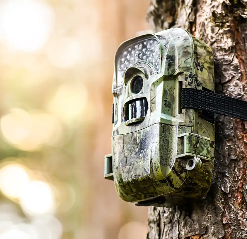 Wildkameras für Aufnahmen in der freien Wildbahn