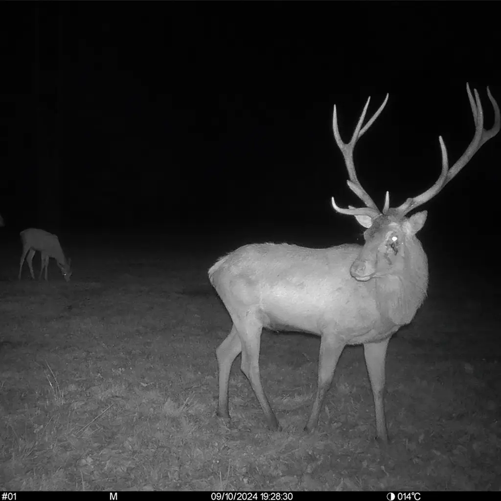 SEISSIGER Pro Cam LTE SUPERSIM Edition Nachtaufnahme Hirsch mit Schwarzblitz