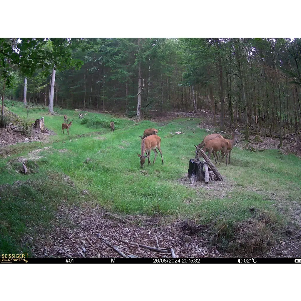 SEISSIGER Wildkamera Mini-Cam Tagaufnahme - Rotwild auf Waldlichtung, gestochen scharf