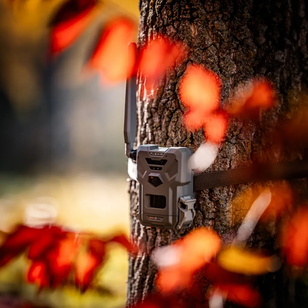 SPYPOINT FLEX-M Wildkamera am Baum im herbstlichen Reviereinsatz