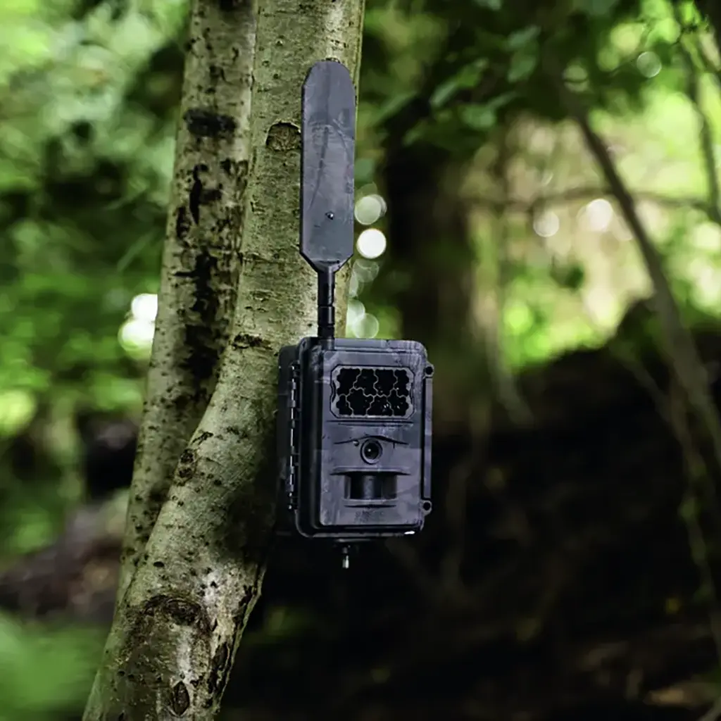 SEISSIGER Base-Cam LTE SUPERSIM-Edition montiert am Baum im Revier