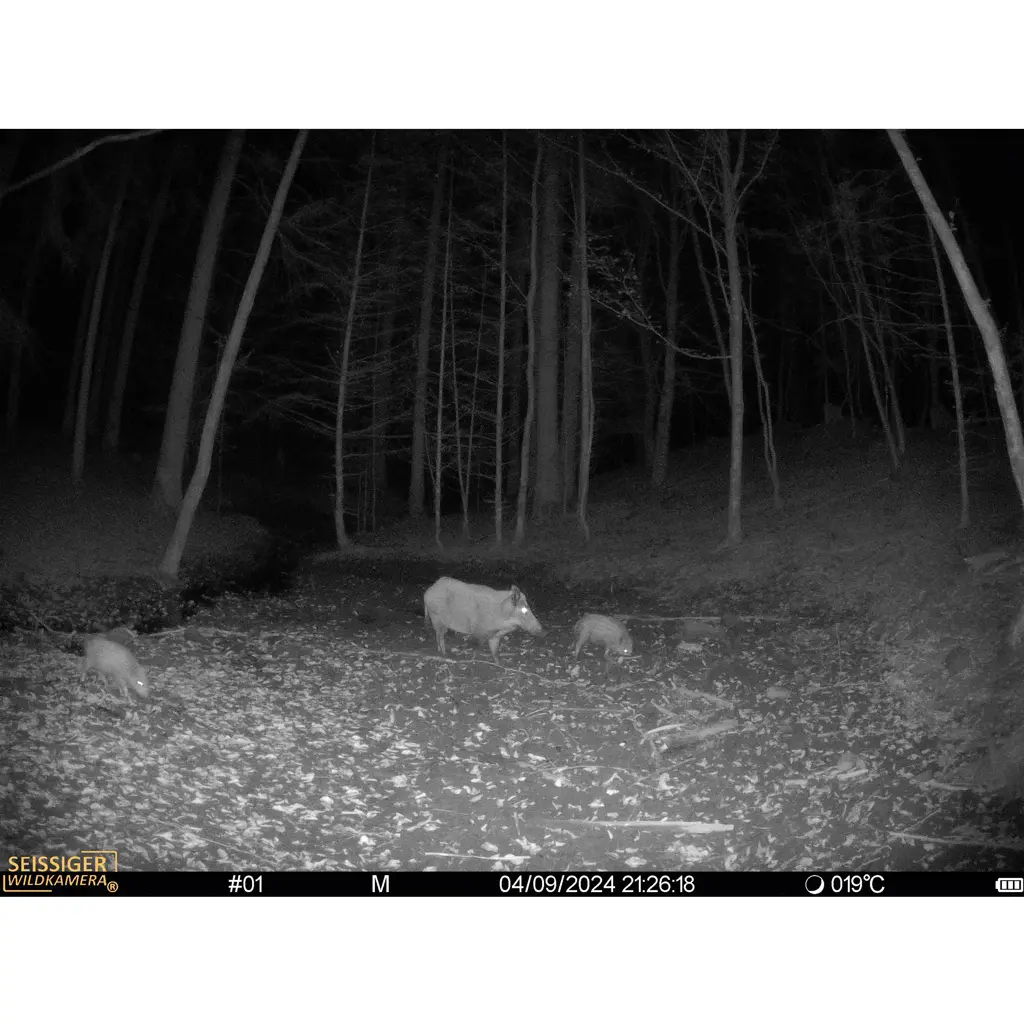 SEISSIGER Wildkamera Mini-Cam Nachtaufnahme - Schwarzwild mit unsichtbarem Schwarzblitz