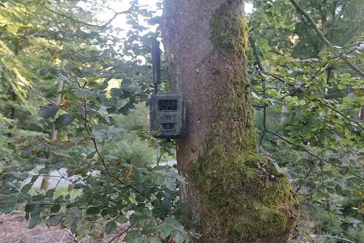 SEISSIGER Special-Cam LTE Standardversion montiert an einem Baum im Wald zur Revierüberwachung