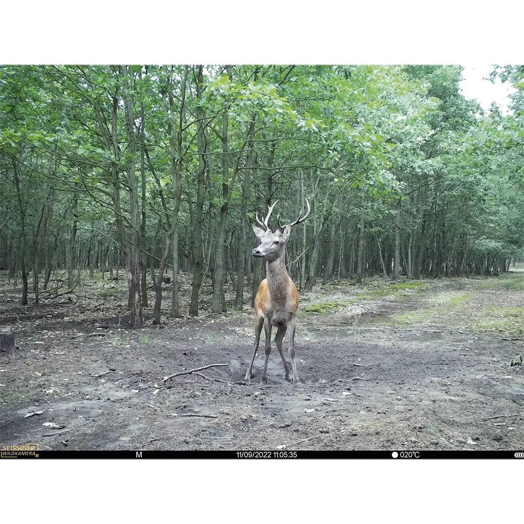 Wildaufnahme mit SEISSIGER Base-Cam LTE SUPERSIM-Edition bei Tageslicht