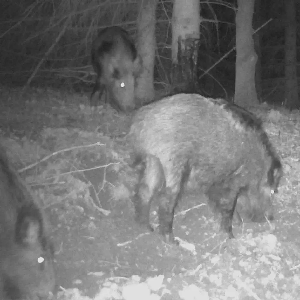 Weisskirchen Wildlockmittel Buchenholzteer 3 kg | Wildschweine in einer Nachtaufnahme
