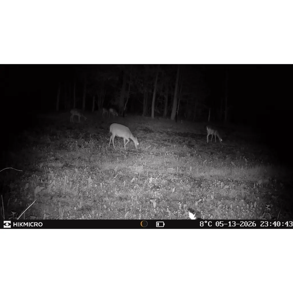 HIKMICRO Funk-Wildkamera T16 Nachtaufnahme mit Rehwild im Wald