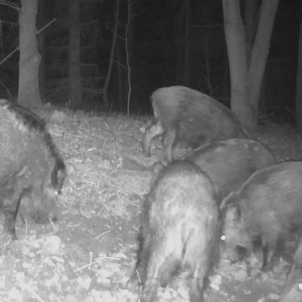 Weisskirchen Wildlockmittel Buchenholzteer 3 kg | Schwarzwild bei Nacht im Wald